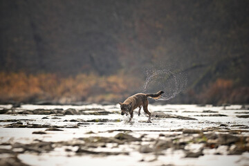 Grey wolf energetically running against the river current while wagging the tail