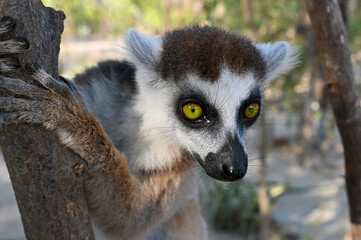 Ring Tailed Lemur kata, Madagascar nature