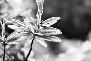 close up of peony leaves