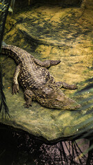 Krokodyl zdjęcie zrobione w zoo - obrazy, fototapety, plakaty