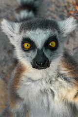 Ring Tailed Lemur kata, Madagascar nature