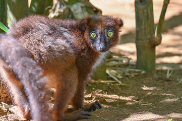 Crowned lemur (Eulemur Coronatus), endemic lemur from northern Madagascar 