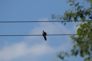 Brown Pigeon bird on electric wire