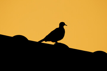 Brown Pigeon sitting on roof