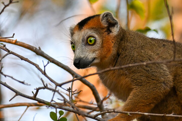 Crowned lemur (Eulemur Coronatus), endemic lemur from northern Madagascar 