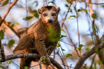 Crowned lemur (Eulemur Coronatus), endemic lemur from northern Madagascar 