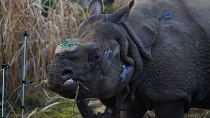 Nosorożec Warszawskie zoo © Pabarte