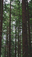 Fototapeta premium Picture of a sequoia forest 