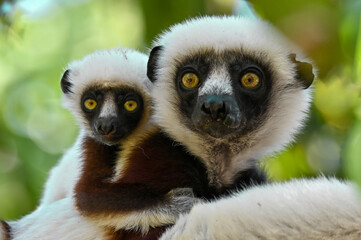 Sifaka Lemur with baby resting on a tree, Madagascar nature.