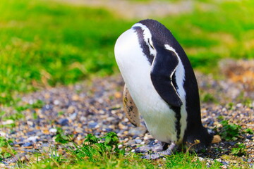 Gentoo Penguin without head in Tierra Del fuego, Ushuaia, Argentina South America