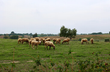 Naklejka na ściany i meble A flock of sheep grazes on a green field somewhere in Tuscany, Italy.