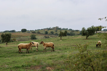 Fototapeta na wymiar A flock of sheep grazes on a green field somewhere in Tuscany, Italy.