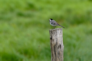bird on a fence