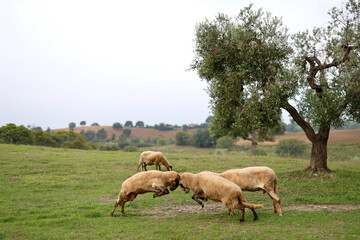 Obraz premium A flock of sheep grazes on a green field somewhere in Tuscany, Italy.