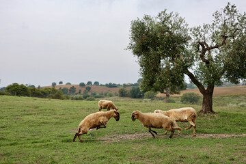 Fototapeta premium A flock of sheep grazes on a green field somewhere in Tuscany, Italy.