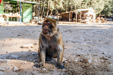 Cute wild monkey in the Cedar Forest, Ifrane, Morocco - obrazy, fototapety, plakaty
