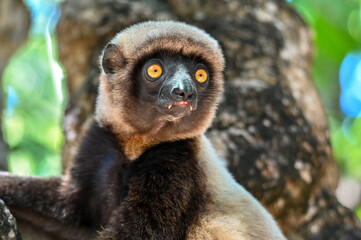 Portrait of a Sifaka Lemur resting on a tree, Madagascar nature.