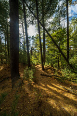 The Forrest near Ibbenbüren, Germany