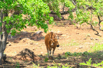 The banteng, Bos javanicus, in Baluran National Park, East Java Indonesia.
