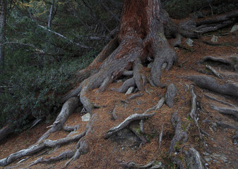 Wurzelgeflecht der Arve, Schweizer Nationalpark