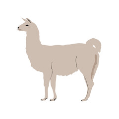 Llama animal vector. Flat illustration Llama on white background. Llama cartoon alpaca. Modern trendy style vector illustration
