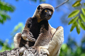 Portrait of a Sifaka Lemur resting on a tree, Madagascar nature.