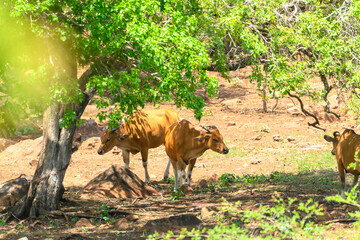 The banteng, Bos javanicus, in Baluran National Park, East Java Indonesia.