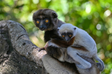 Sifaka Lemur with baby resting on a tree, Madagascar nature.