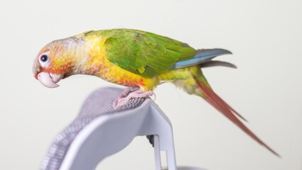 Beautiful green chick bird mutation stock photo