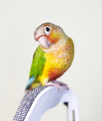 Beautiful Pineapple conure bird stock photo