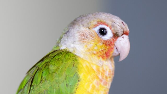 Pineapple conure bird high quality closeup stock photo in white background