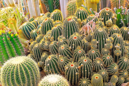 Cactus natural pattern, garden at desert landscape