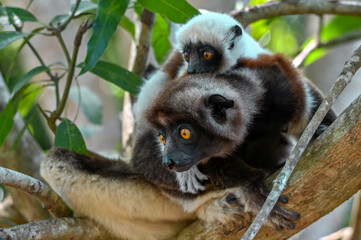 Sifaka Lemur with baby resting on a tree, Madagascar nature.