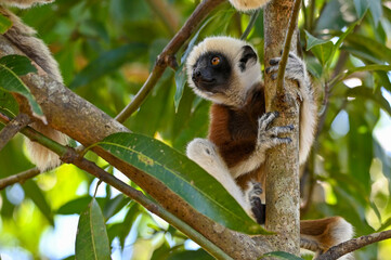 Sifaka Lemur resting on a tree, Madagascar nature.
