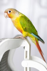 Pineapple conure bird stock photo in white background