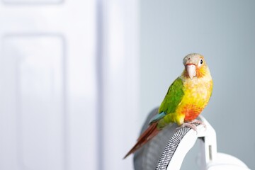 small conure bird stock photo in white background beautiful stock photo