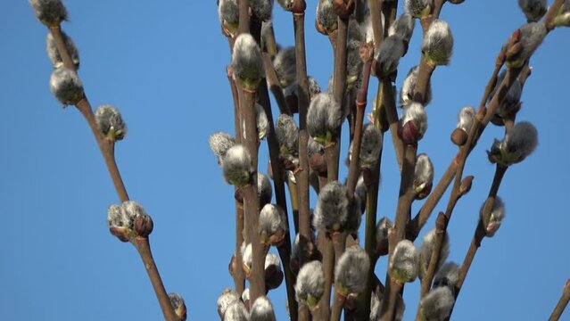 Flowering pussy willow Salix caprea branches rotating