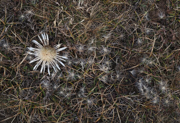 Silberdistel mit Samen, Schweizer Nationalpark