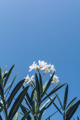 Some white blossoms of a Nerium Oleander 