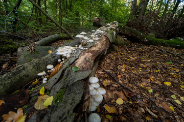 Obraz premium Wild mushrooms in the forrest near Ibbenbüren