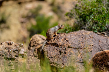 Small rodent mammal on a rock in Grand Canyon national park