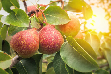 Red pears grows on a branch among the green foliage on pear tree.