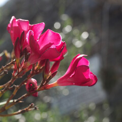 pink magnolia flower