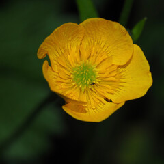 yellow flower