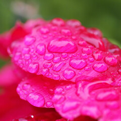 flower petals with water droplets
