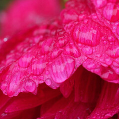 flower petals with water droplets