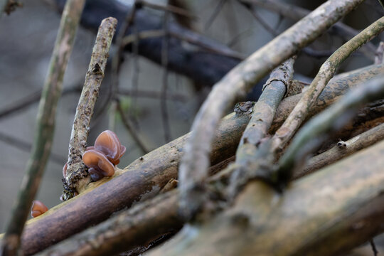 Judasohren an einem Holunderbaum im Wald