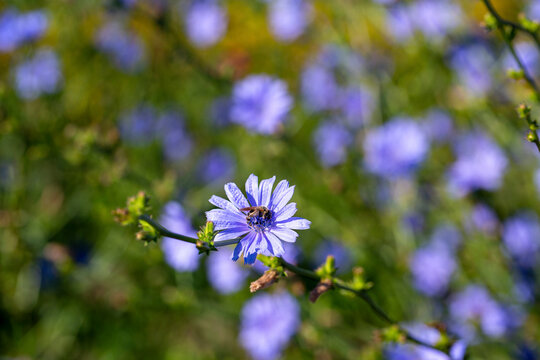 Blooming blue daisy flowers growing in field