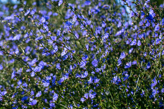 Fototapeta Blooming blue daisy flowers growing in field