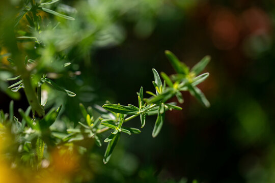 Green branch of romero against blurred background